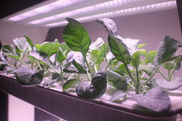 PSD温室蔬菜 PSD格式温室蔬菜素材图片 PSD温室蔬菜设计模板 