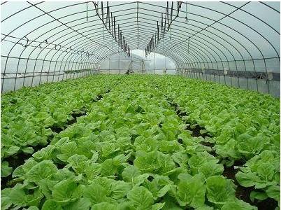 3,新建工厂化蔬菜育苗基地1500平方米,保证蔬菜种植种苗供应.