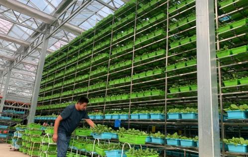 迈步走进有机蔬菜智慧工厂,一层一层的立体化种植架上长满了各种各样