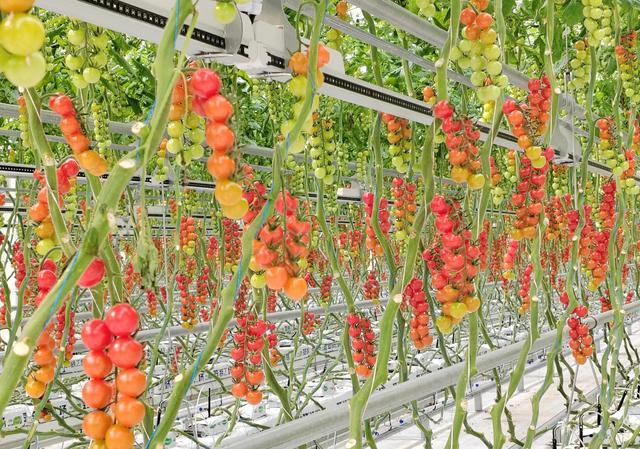 高科技智能温室工厂化种植是当今最先进的一种农业生产方式,如果要
