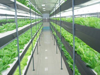  产品中心 有机蔬菜种植人工光植物工厂分类介绍 .