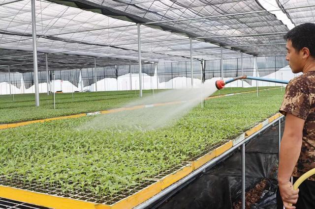 南岛河蔬菜工厂化育苗基地建成使用