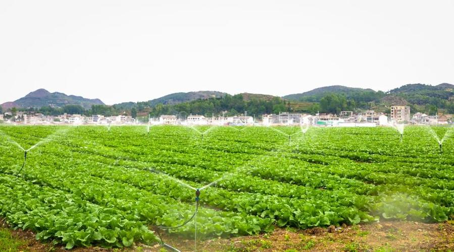 威宁县草海镇中海社区千亩蔬菜迎来采收季_种植